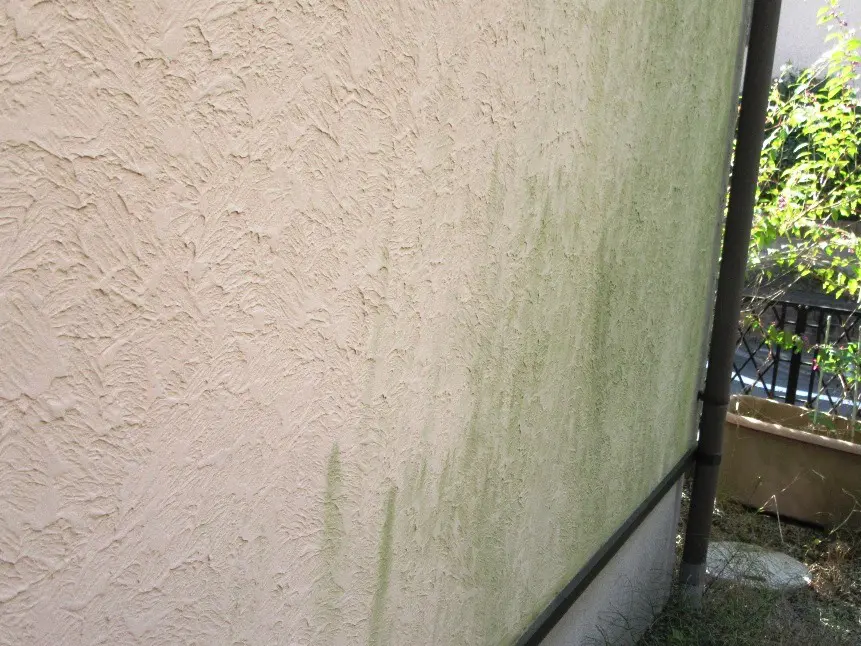 放置は危険！外壁のコケ正しい掃除方法とキレイを保つ2大予防策