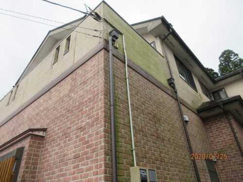 2階まで繁殖しているコケ