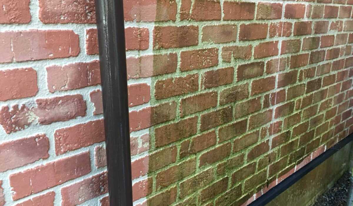 サイディング コケ