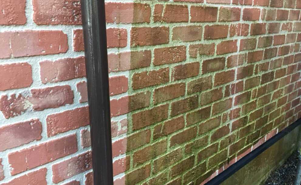 サイディング　コケ